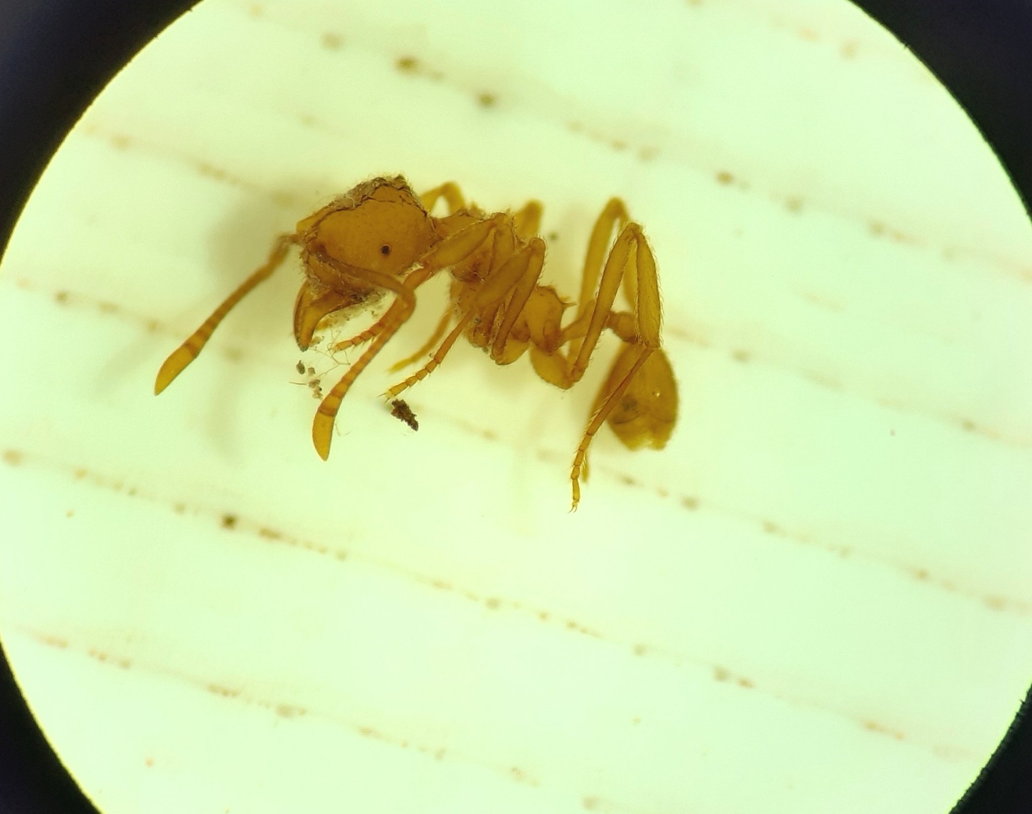 Myrmicocrypta