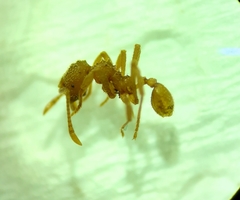 Myrmicocrypta