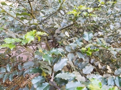 Ilex opaca