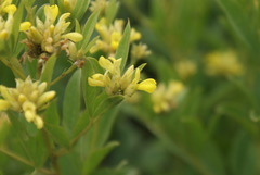 Pearsonia cajanifolia