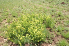 Pearsonia cajanifolia