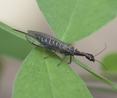 Raphidiidae