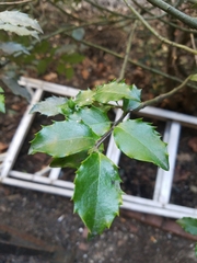 Ilex opaca