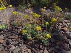 Petrosedum