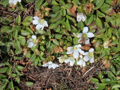 Swertia crassiuscula