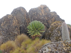 Dendrosenecio keniodendron