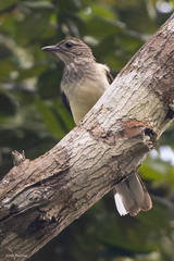 Swamp Palm Bulbul photo 3