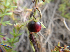 Galium ruwenzoriense