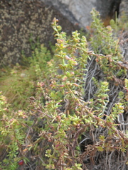 Galium ruwenzoriense