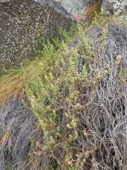 Galium ruwenzoriense