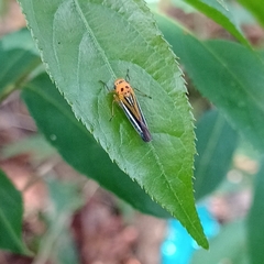 Scoposcartula perrisii