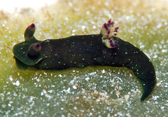 Tambja kava