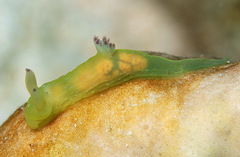 Tambja kava