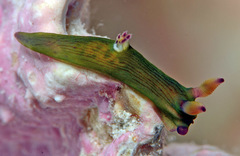 Tambja kava