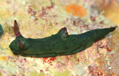 Tambja kava