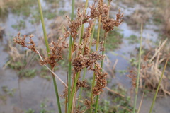 Juncus flavidus