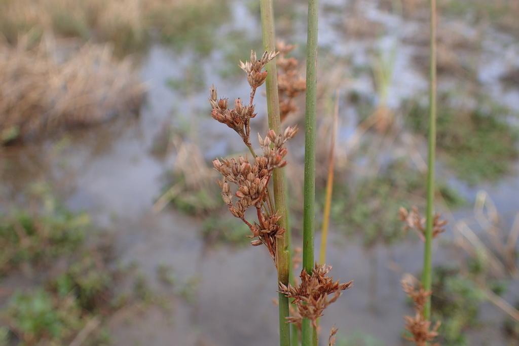 Juncus flavidus