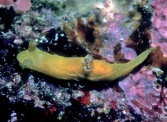 Tambja kava