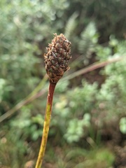 Xyris fimbriata
