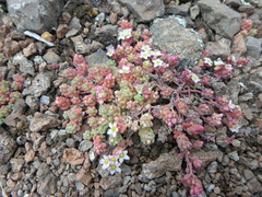 Sedum crassularia