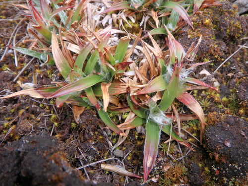 Luzula abyssinica