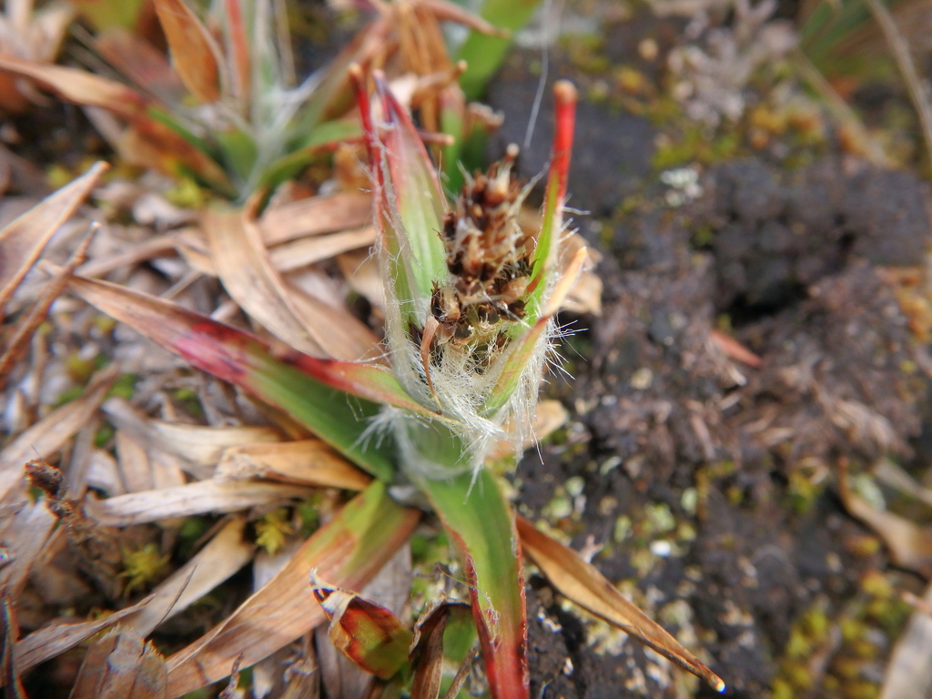 Luzula abyssinica