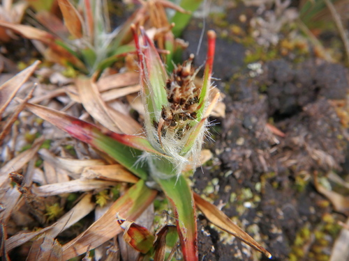 Luzula abyssinica