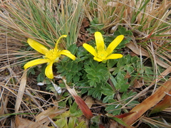 Ranunculus oreophytus
