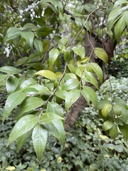 Magnoliopsida