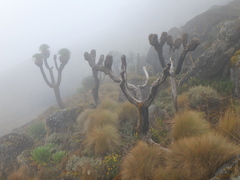 Dendrosenecio keniodendron