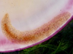Enchiridium punctatum