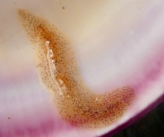 Enchiridium punctatum
