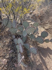 Opuntia azurea