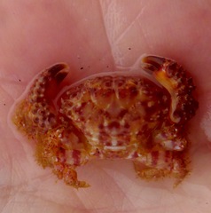 Paraxanthias taylori