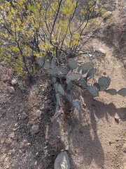 Opuntia azurea