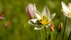 Bilyaxia concinna