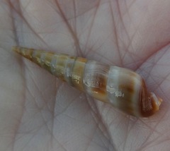 Terebrinae
