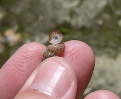 Choanopomops largillierti