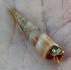 Terebrinae