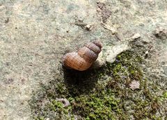 Choanopomops largillierti