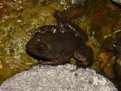 Lithobates tarahumarae