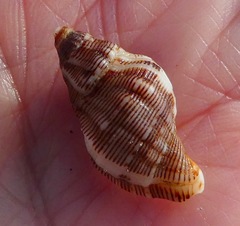 Roperia poulsoni