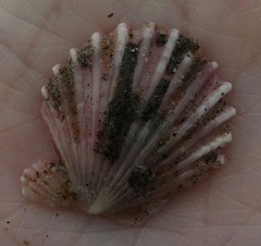 Leopecten diegensis