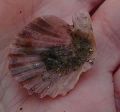 Leopecten diegensis