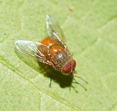 Calliphora ochracea