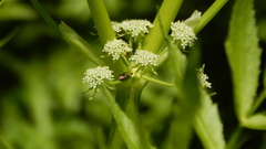 Bilyaxia concinna