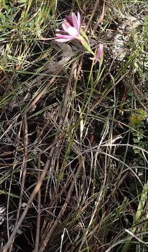 Image of Geissorhiza inconspicua by (c) Nicola van Berkel, some rights reserved (CC BY-SA)