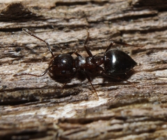 Crematogaster cerasi