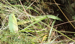 Pterygodium acutifolium