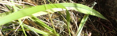 Pterygodium acutifolium